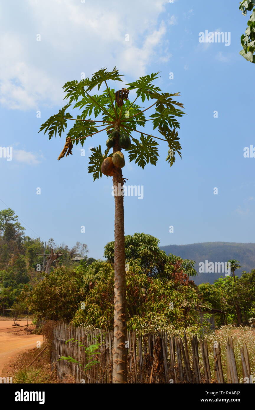 Durian Tree avec des fruits Banque D'Images