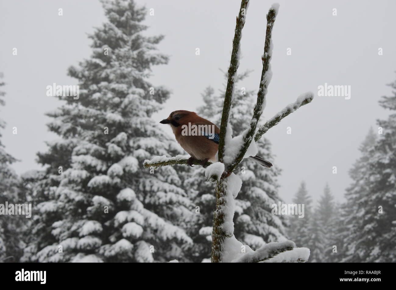 Blue-Jay en hiver Banque D'Images