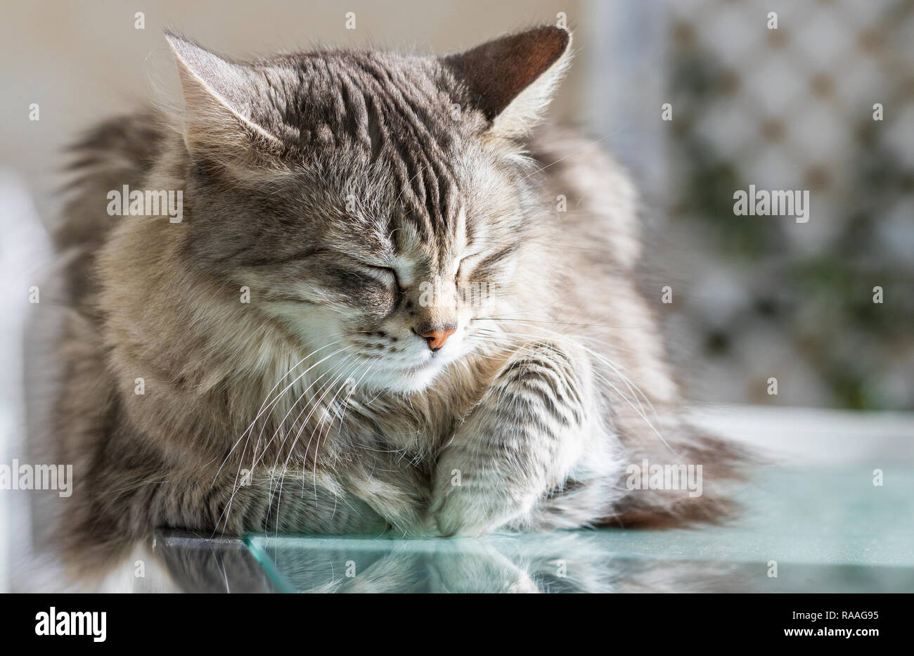 Chat Sibérien Gris De Lélevage Aux Cheveux Longs Chaton