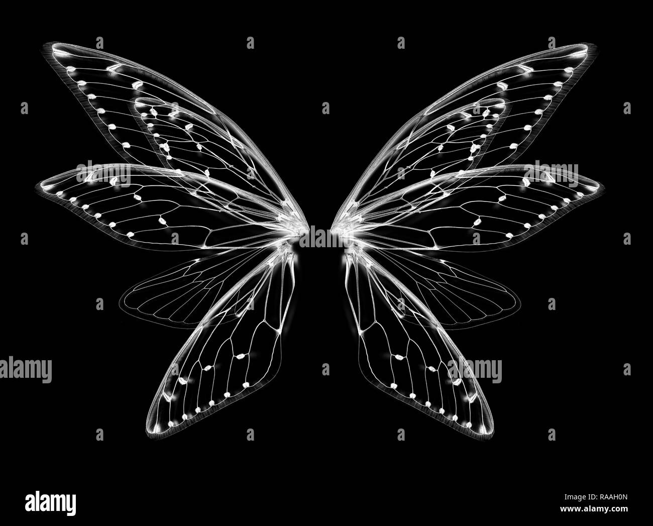 Ailes de cigale insectes sur bacground blanc Banque D'Images