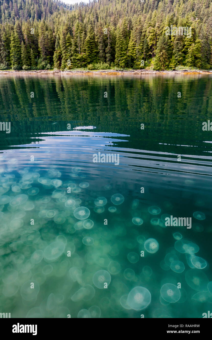 Fleurs de lune, méduses Aurelia aurita, l'étang de l'île de la baie de l'île Baranof, varech, le sud-est de l'Alaska, USA. Banque D'Images