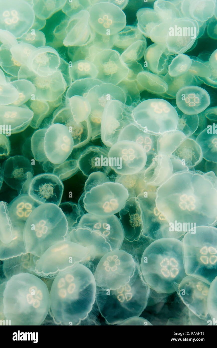 Fleurs de lune, méduses Aurelia aurita, l'étang de l'île de la baie de l'île Baranof, varech, le sud-est de l'Alaska, USA. Banque D'Images