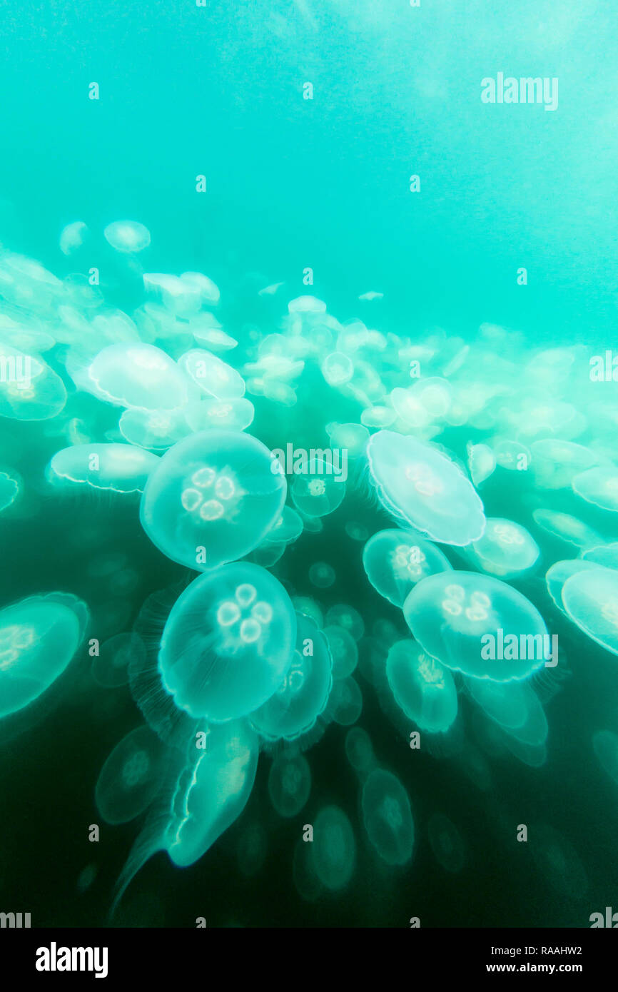Fleurs de lune, méduses Aurelia aurita, l'étang de l'île de la baie de l'île Baranof, varech, le sud-est de l'Alaska, USA. Banque D'Images