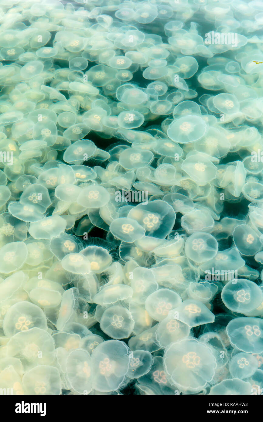 Fleurs de lune, méduses Aurelia aurita, l'étang de l'île de la baie de l'île Baranof, varech, le sud-est de l'Alaska, USA. Banque D'Images