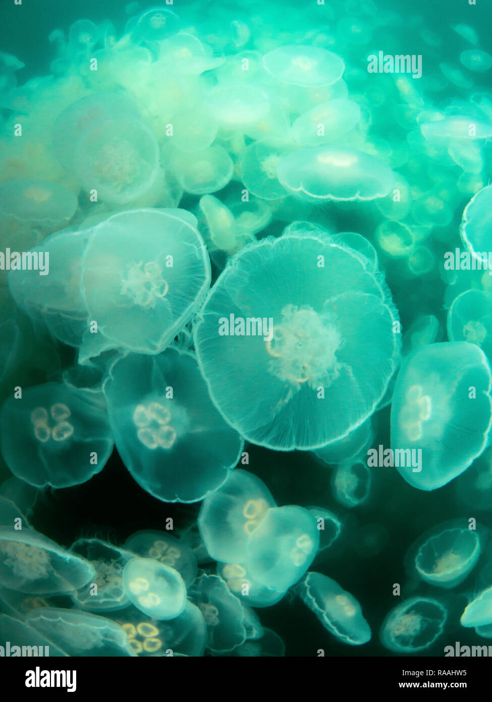 Fleurs de lune, méduses Aurelia aurita, l'étang de l'île de la baie de l'île Baranof, varech, le sud-est de l'Alaska, USA. Banque D'Images