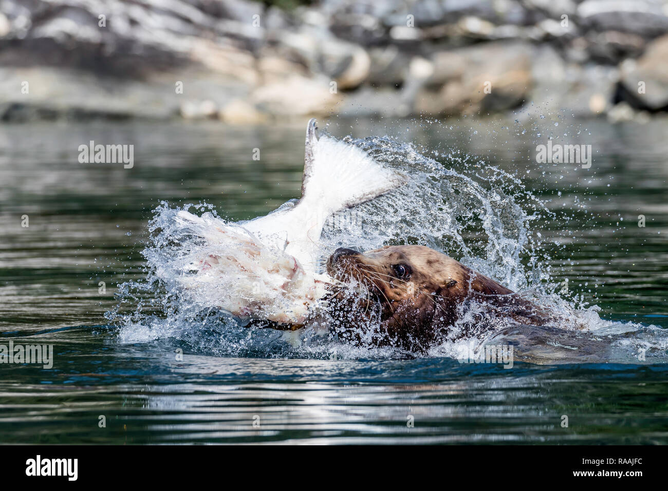 Bull adultes, de lions de mer de Steller Eumetopias jubatus, déchiqueter un flétan pour un repas, Inian Islands, Alaska, USA. Banque D'Images