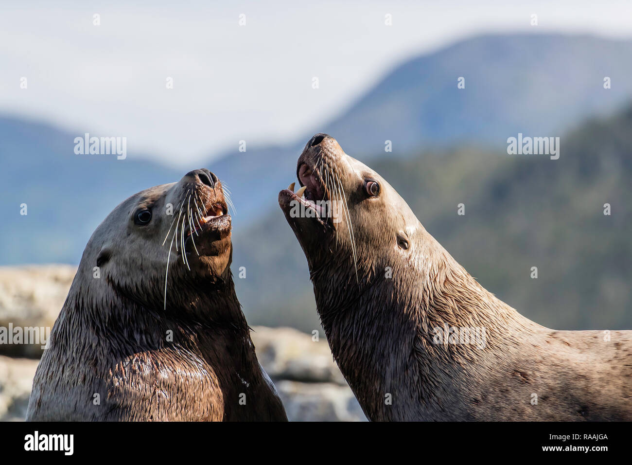 Bull adultes, les lions de mer de Steller (Eumetopias jubatus), des simulations de combats, Inian Islands, Alaska, USA. Banque D'Images