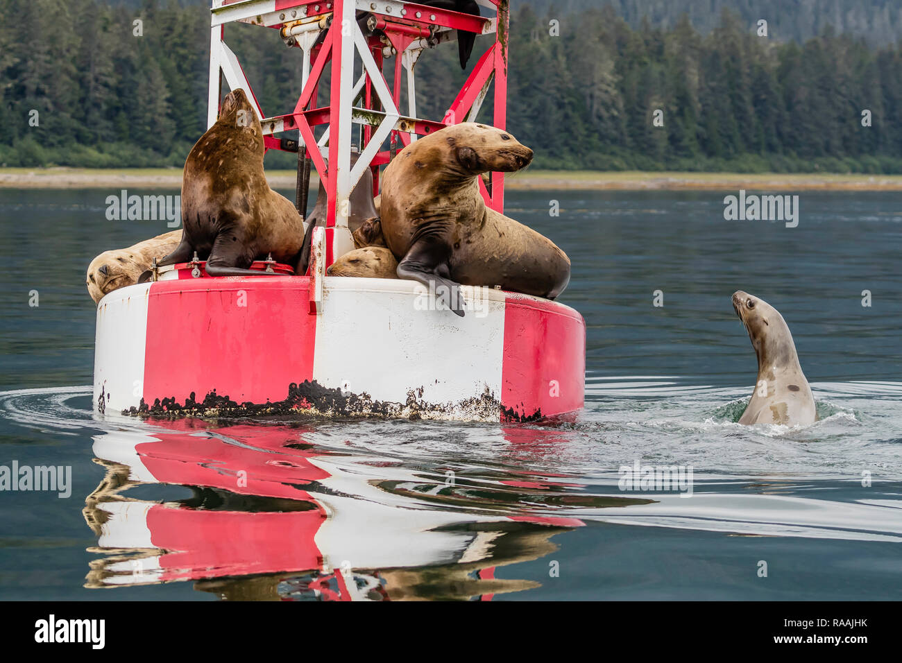 Des profils avec les lions de mer de Steller Eumetopias jubatus, sortis de l'eau, sur le canal marqueur, Petersburg, Alaska, USA Banque D'Images