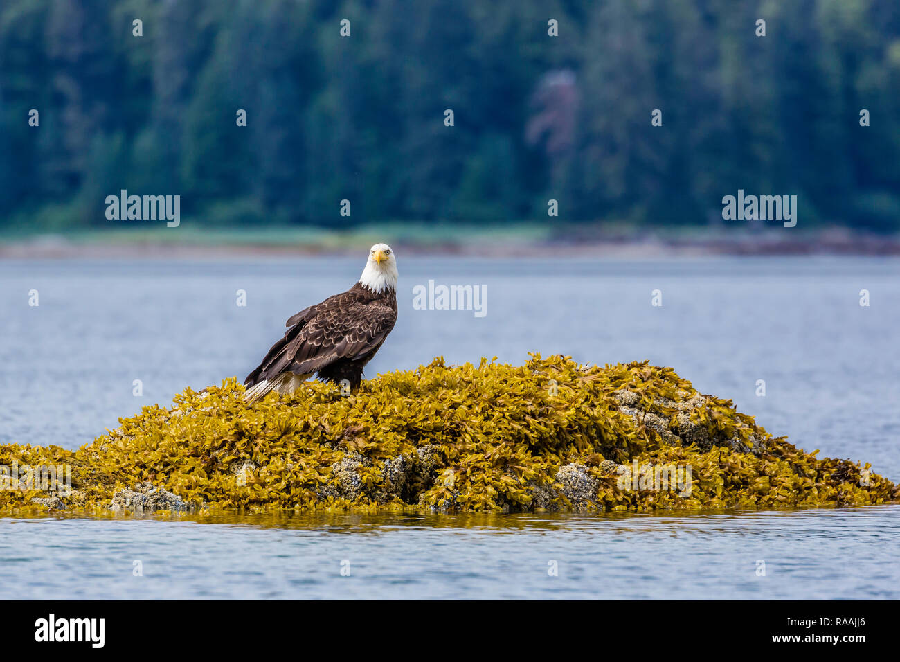 Un adulte, Pygargue à tête blanche Haliaeetus leucocephalus, sur l'algue corail dans la baie de l'île Baranof, varech, le sud-est de l'Alaska, USA. Banque D'Images