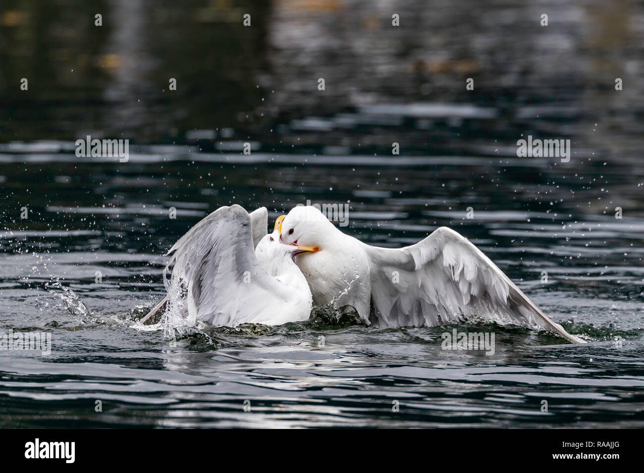 Goéland à ailes grises Larus glaucescens, combats, plus de nourriture près de Saint-Pétersbourg, le sud-est de l'Alaska, USA. Banque D'Images