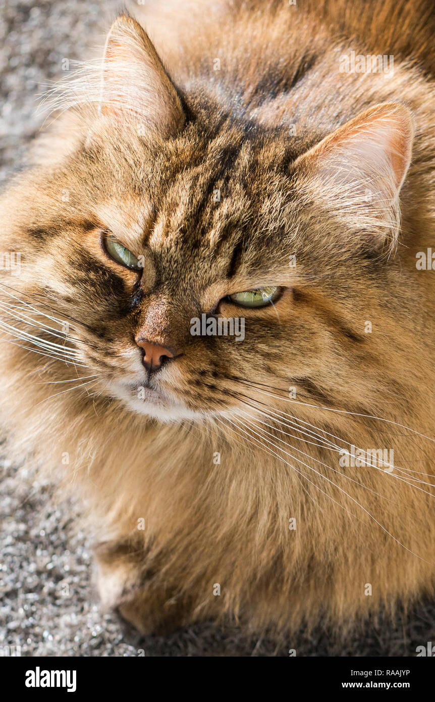Chat Siberien Brown Mackerel De Betail Aux Cheveux Longs Chaton Hypoallergenique Photo Stock Alamy