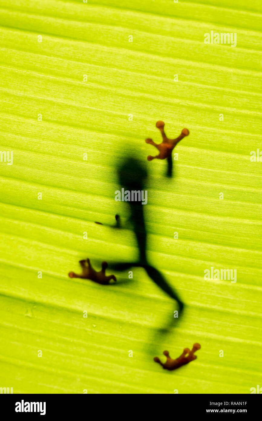 Feuilles rouges grenouille dans la forêt tropicale du Costa Rica Banque D'Images