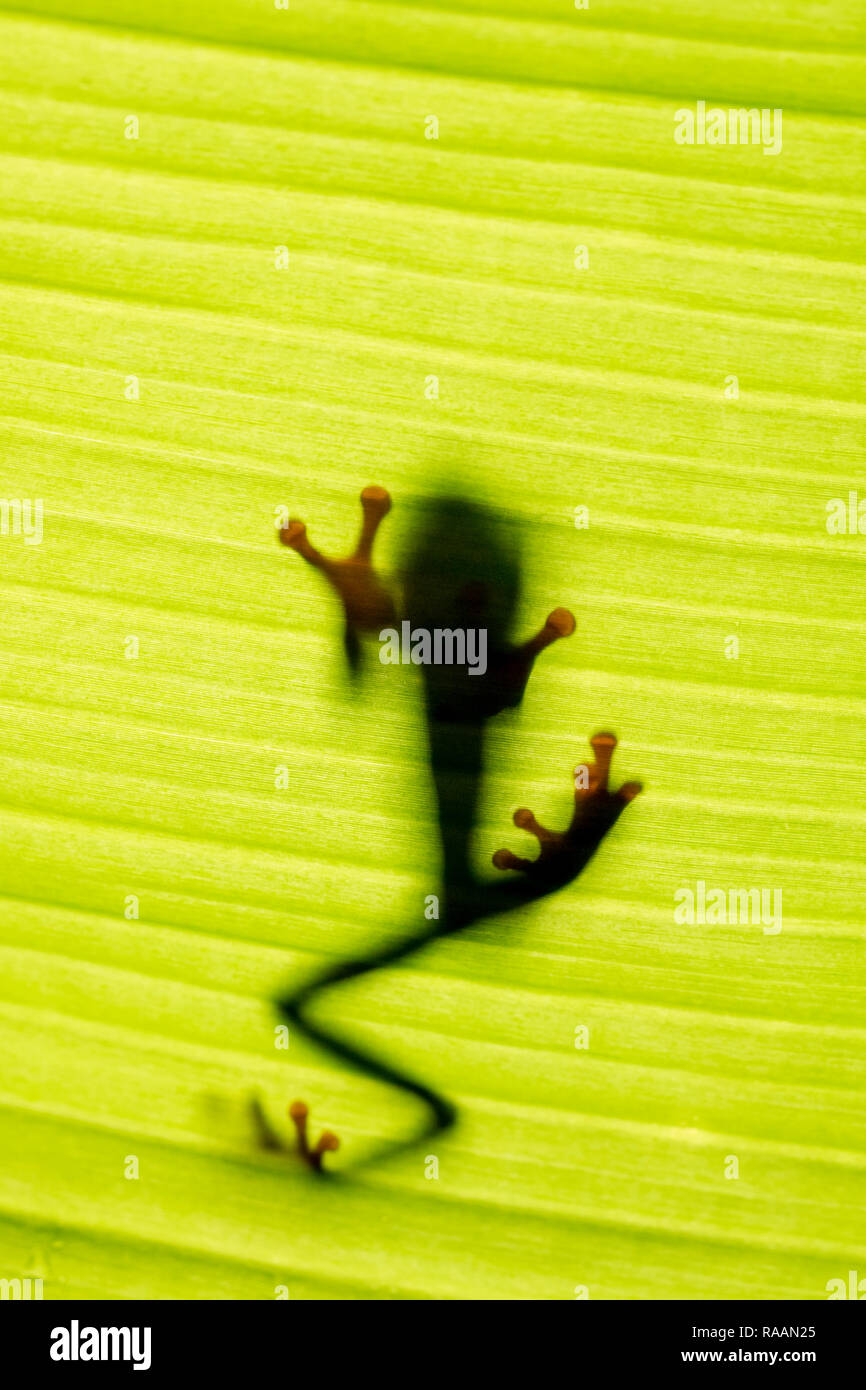 Feuilles rouges grenouille dans la forêt tropicale du Costa Rica Banque D'Images