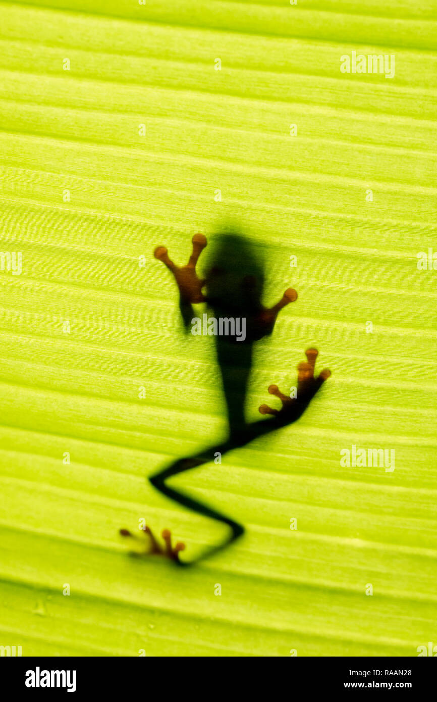 Feuilles rouges grenouille dans la forêt tropicale du Costa Rica Banque D'Images