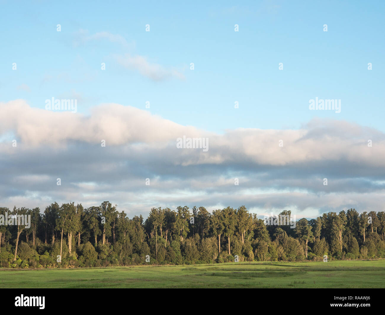 Forêt dense podocarp, tall, rimu kahikatea, totara, miro, adjacent à la lisière de la forêt, le Parc Forestier de Pureora, Nouvelle-Zélande Banque D'Images