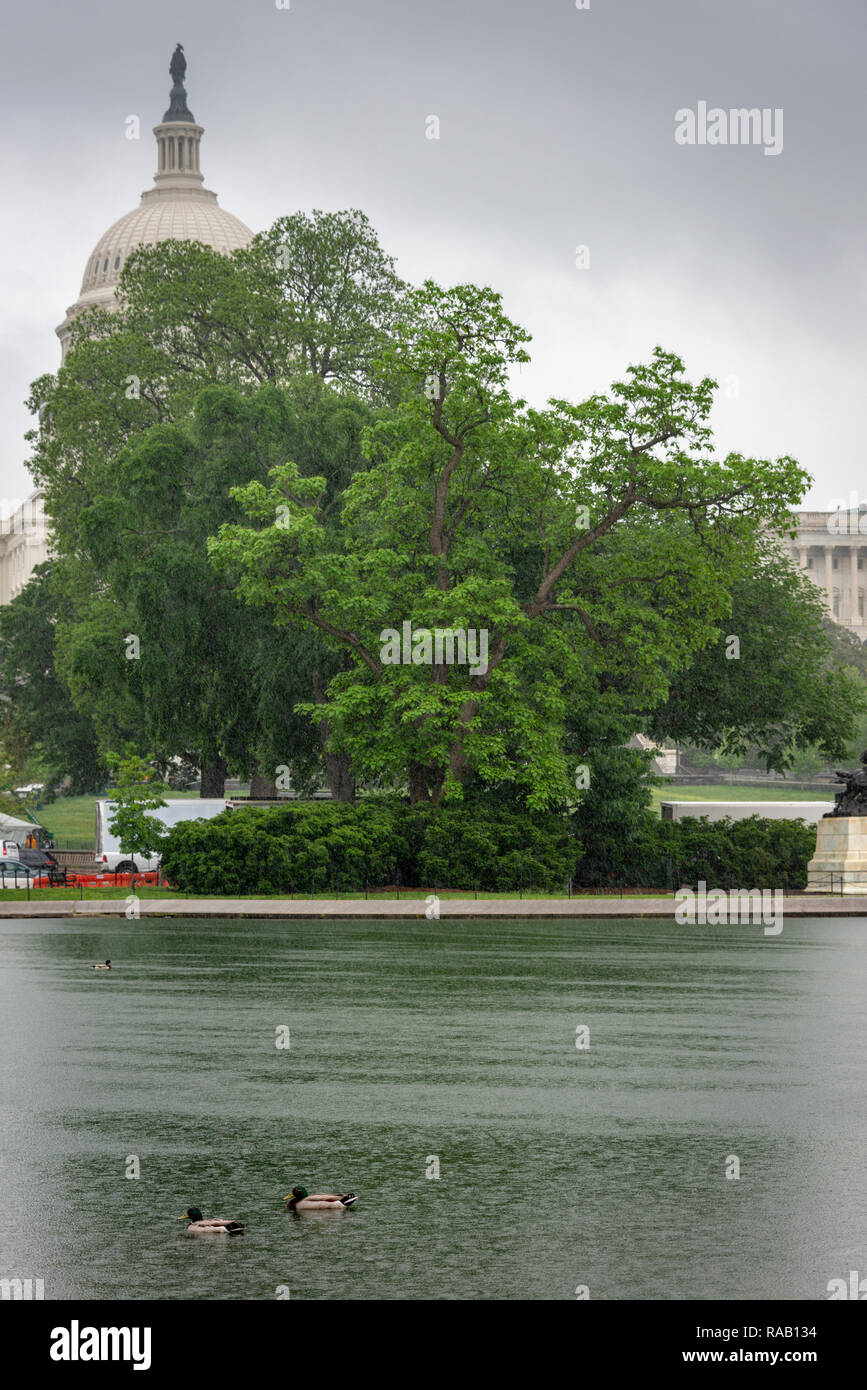 Capitol Reflecting Pool sous la pluie, avec des canards, avec la Chambre du Congrès caché derrière des arbres en arrière-plan Banque D'Images
