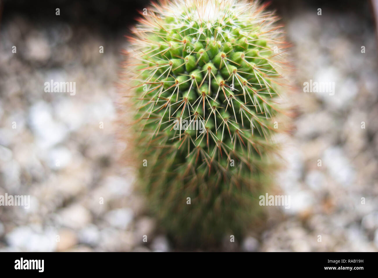 Libre petite Mila sp, Cactus - image Banque D'Images
