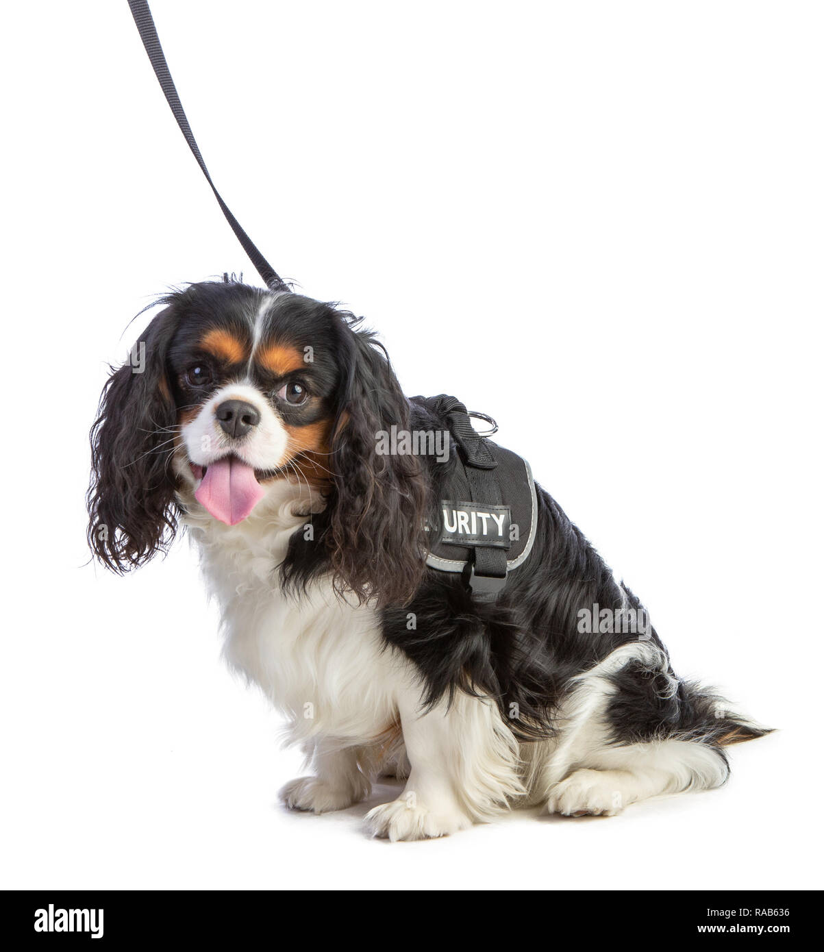 Cavalier King Charles Spaniel avec faisceau électrique sur fond blanc Banque D'Images