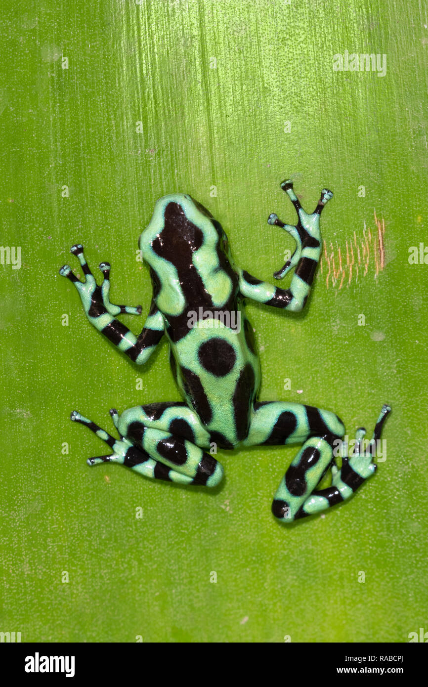 Green and black poison dart frog (Dendrobates auratus) plante grimpante de nuit, Alajuela, Costa Rica Banque D'Images