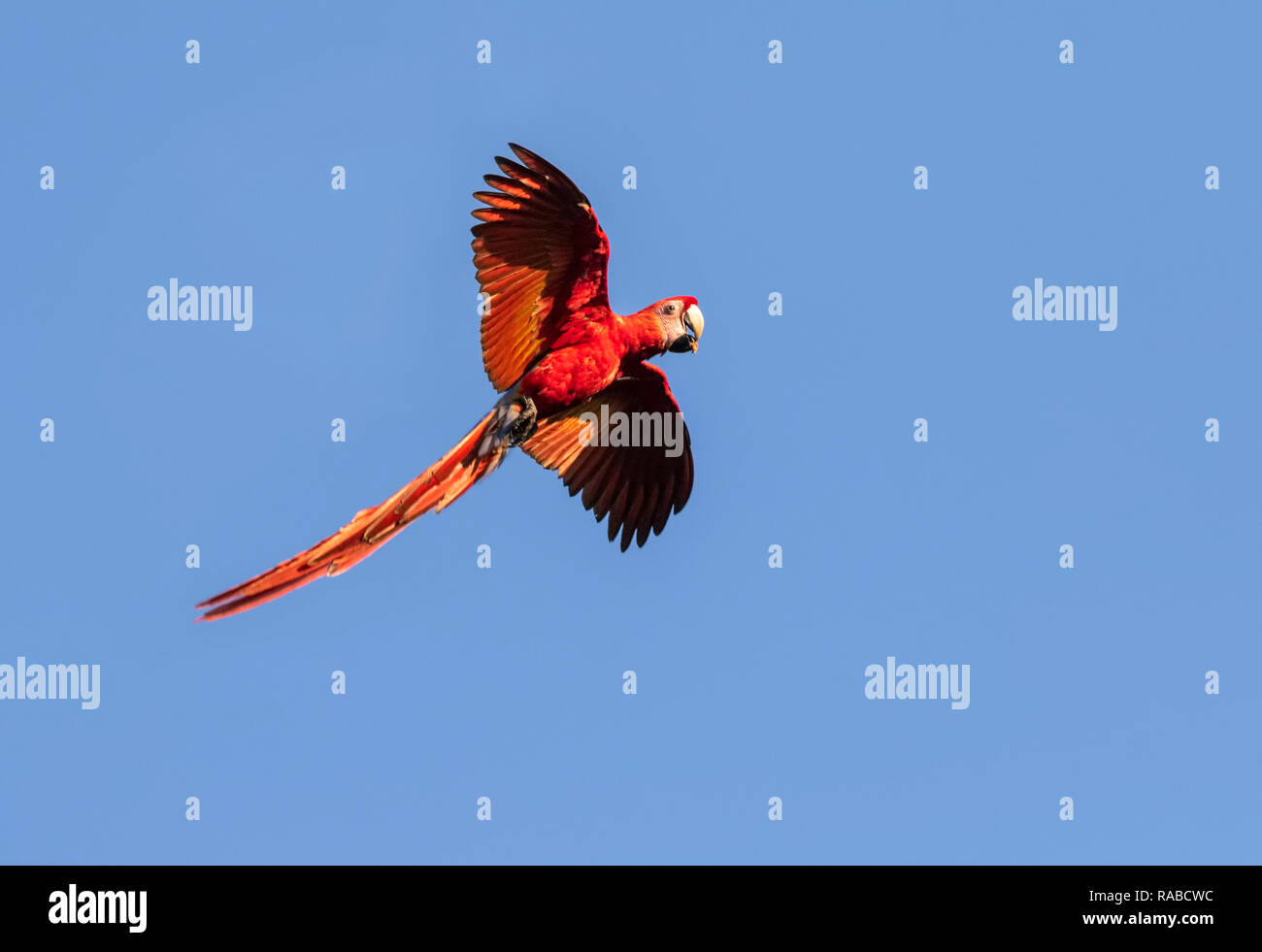 Ara rouge (Ara macao), volant avec un écrou dans le bec en bleu ciel, Puntarenas, Costa Rica Banque D'Images Ara rouge (Ara macao), volant avec un écrou dans le bec en bleu ciel, Puntarenas, Costa Rica Banque D'Images