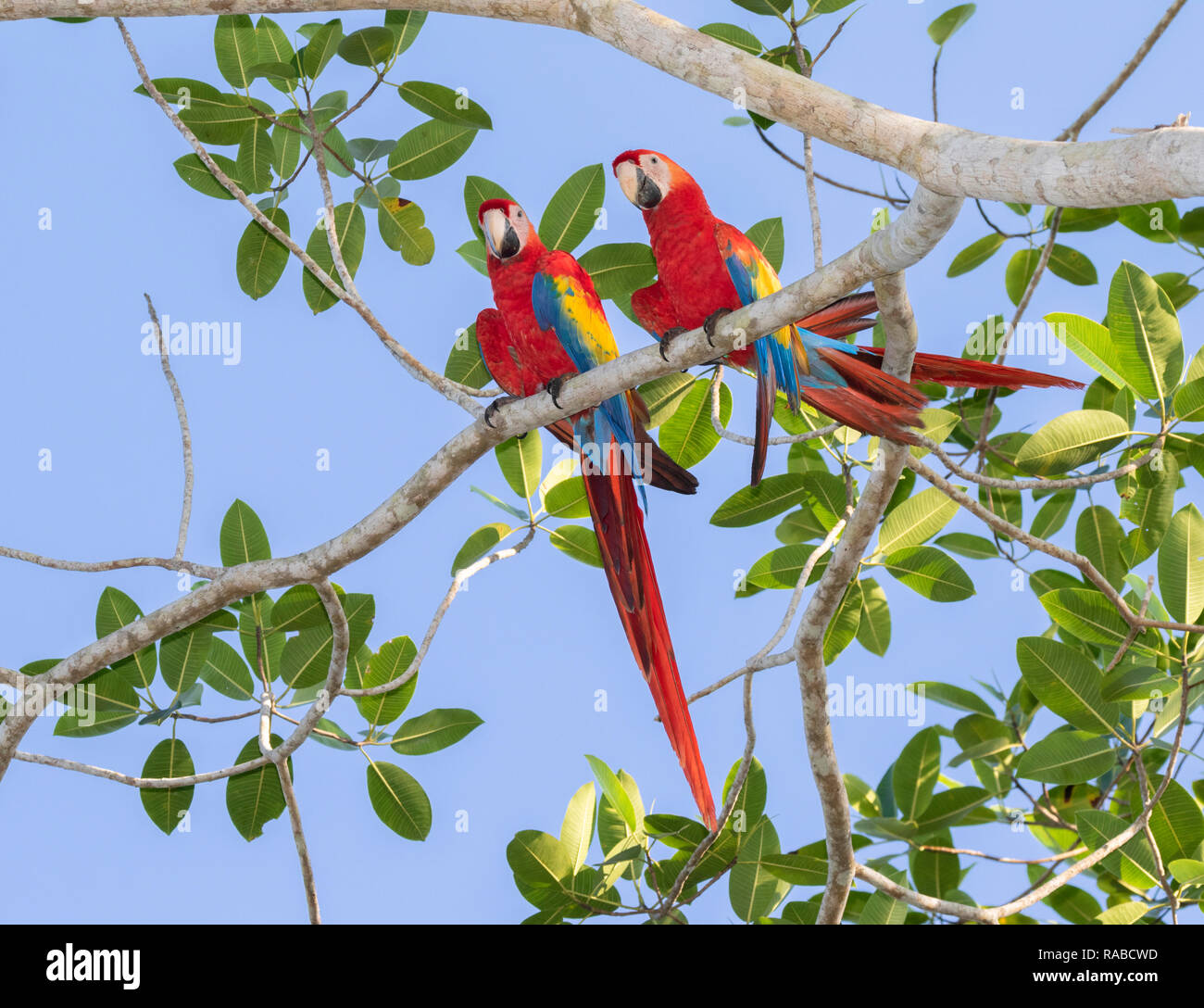 Ara rouge (Ara macao), d'une paire sur une branche d'arbre, Puntarenas, Costa Rica Banque D'Images