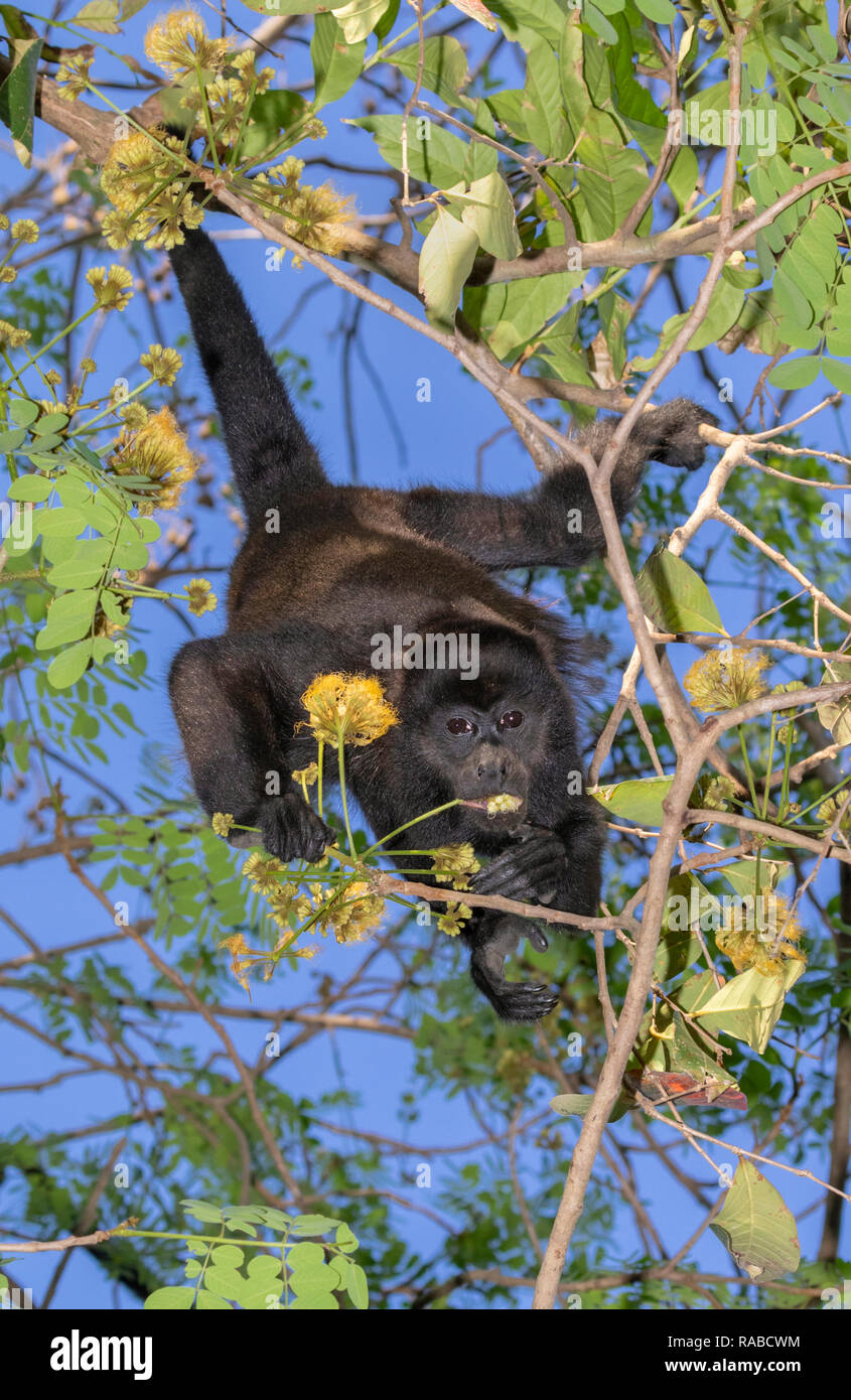 Manteau singe hurleur (Alouatta palliata) accroché dans un arbre et de manger les jeunes feuilles et fleurs dans la canopée des forêts tropicales, Puntarenas, Costa Rica Banque D'Images