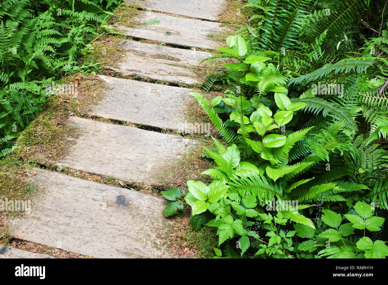Sentier de la promenade à travers la vieille forêt pluviale tempérée, sentier de la pointe de sable, le parc national Olympic Olympic Peninsula, Clallam County, Washington, USA Banque D'Images