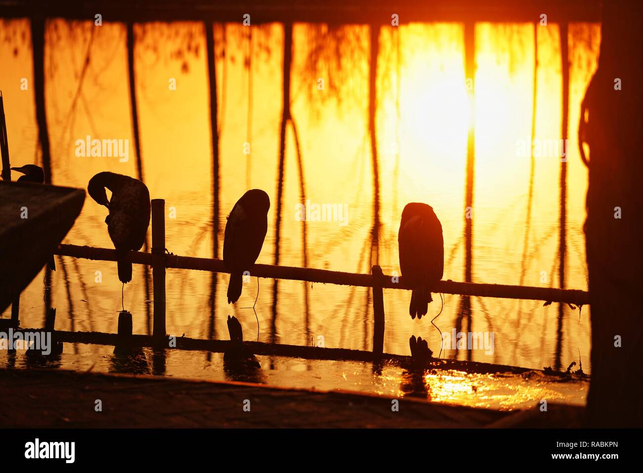 (190103) -- BEIJING, 3 janvier 2019 (Xinhua) -- Les cormorans sont accueillis à l'Xiongan Baiyangdian Lake dans le nord de la Chine, la nouvelle zone de la province de Hebei, du 7 décembre 2018. Les autorités centrales de la Chine ont approuvé le plan directeur pour Xiongan 2018-2035 Nouveau domaine, soulignant que sa création est importante pour le développement de haute qualité et la construction de la système économique moderne. Le plan a été approuvé par le Comité central du Parti communiste chinois (PCC) et le Conseil d'État. Le plan directeur est la ligne directrice pour l'élaboration, la construction et la gestion de la nouvelle zone d'un Xiongan Banque D'Images