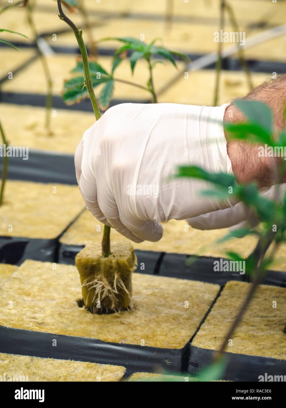 L'homme lutte contre les mauvaises herbes dans la tige de plantation stade de démarrage Banque D'Images