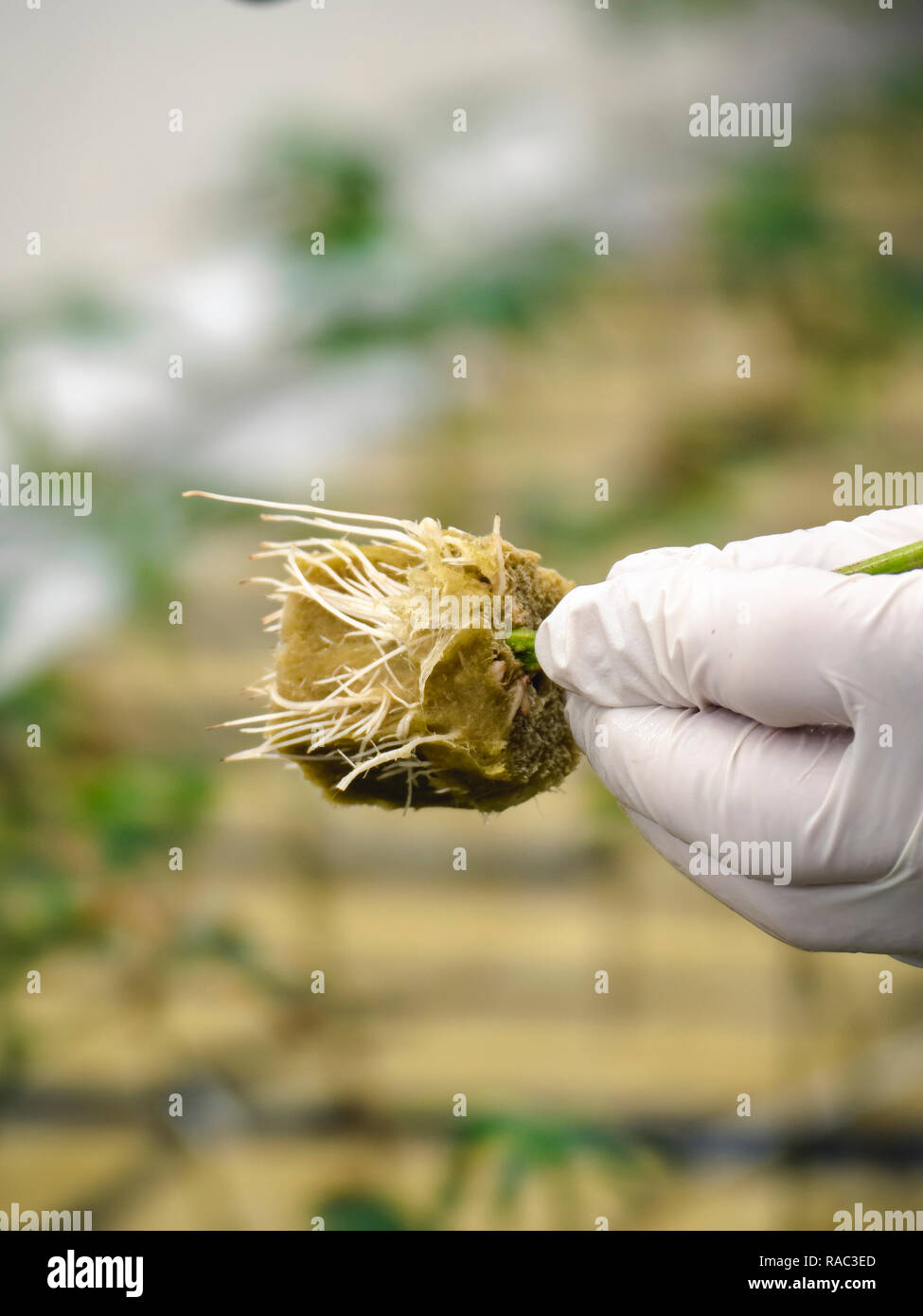 Close up début de la plantation de cannabis Banque D'Images