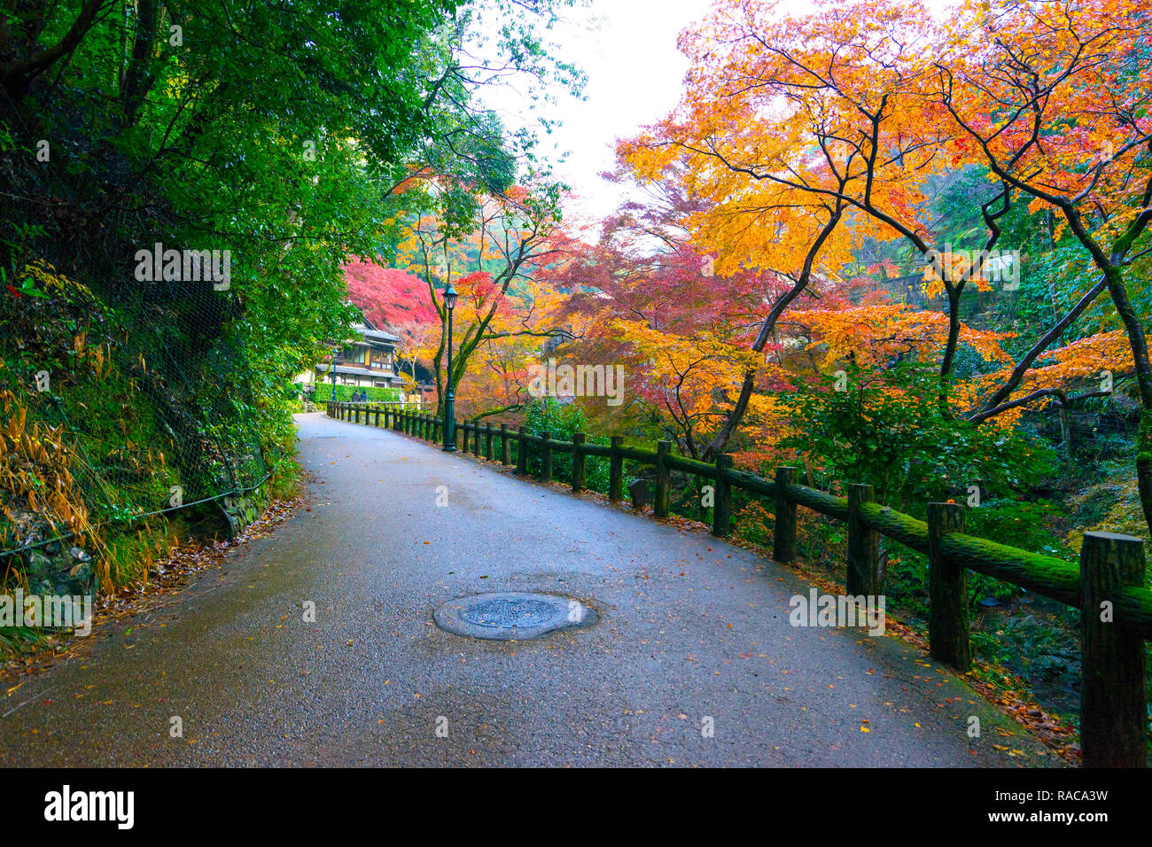 Les feuilles d'automne au parc Minoo Minoo.parc situé à Osaka, Japon. Banque D'Images