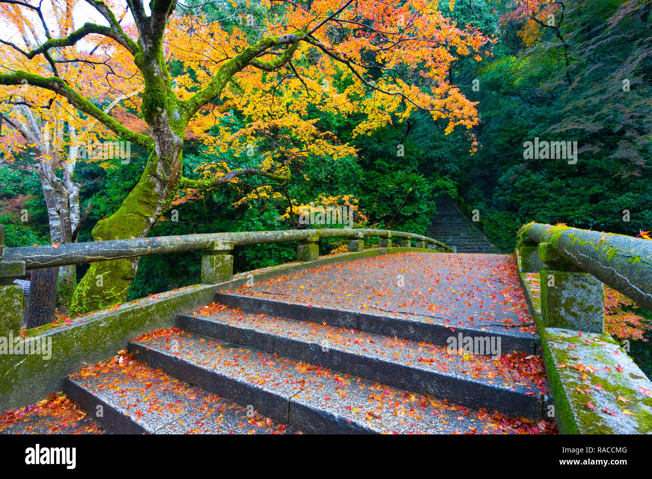 Les feuilles d'automne au parc Minoo Minoo.parc situé à Osaka, Japon. Banque D'Images