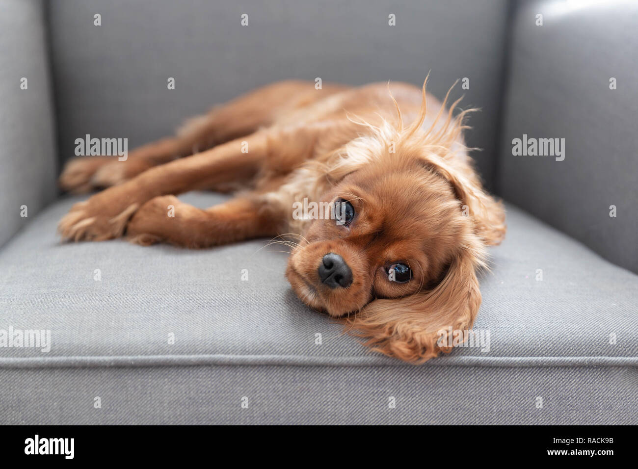 Chiot mignon de cavalier spaniel couchée sur le fauteuil Banque D'Images