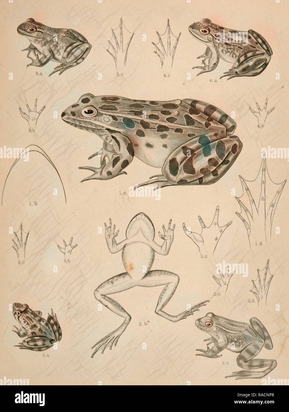 1. Pana, halecina b., la grenouille sous la surface de la tête, c. sous la surface du pied avant gauche, d. de repensé Banque D'Images