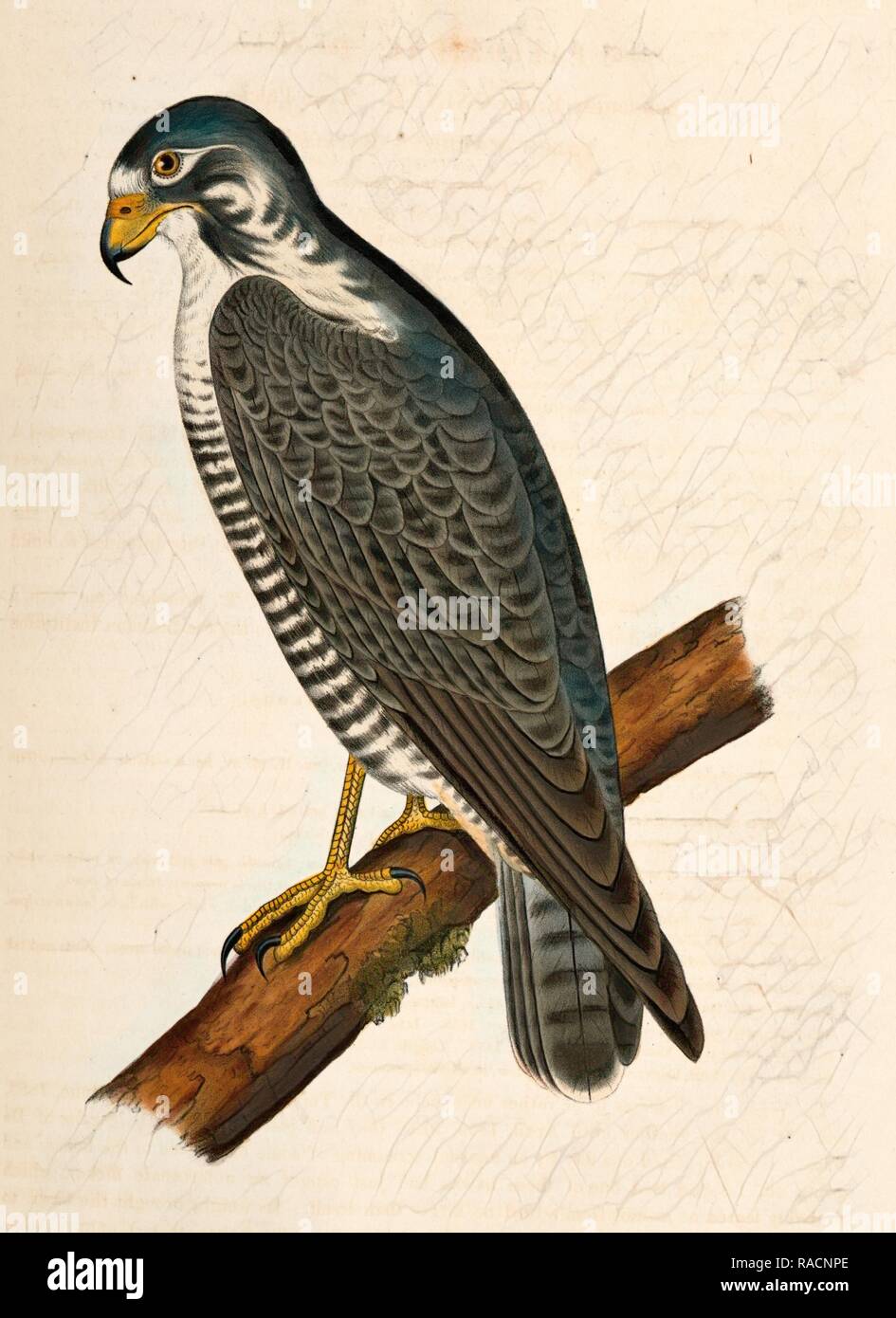 Falco nigriceps, dans l'ouest de l'Duck-Hawk., Suckley, George 1830-1869, Cooper, J. G. James Graham 1830-190. Repensé Banque D'Images