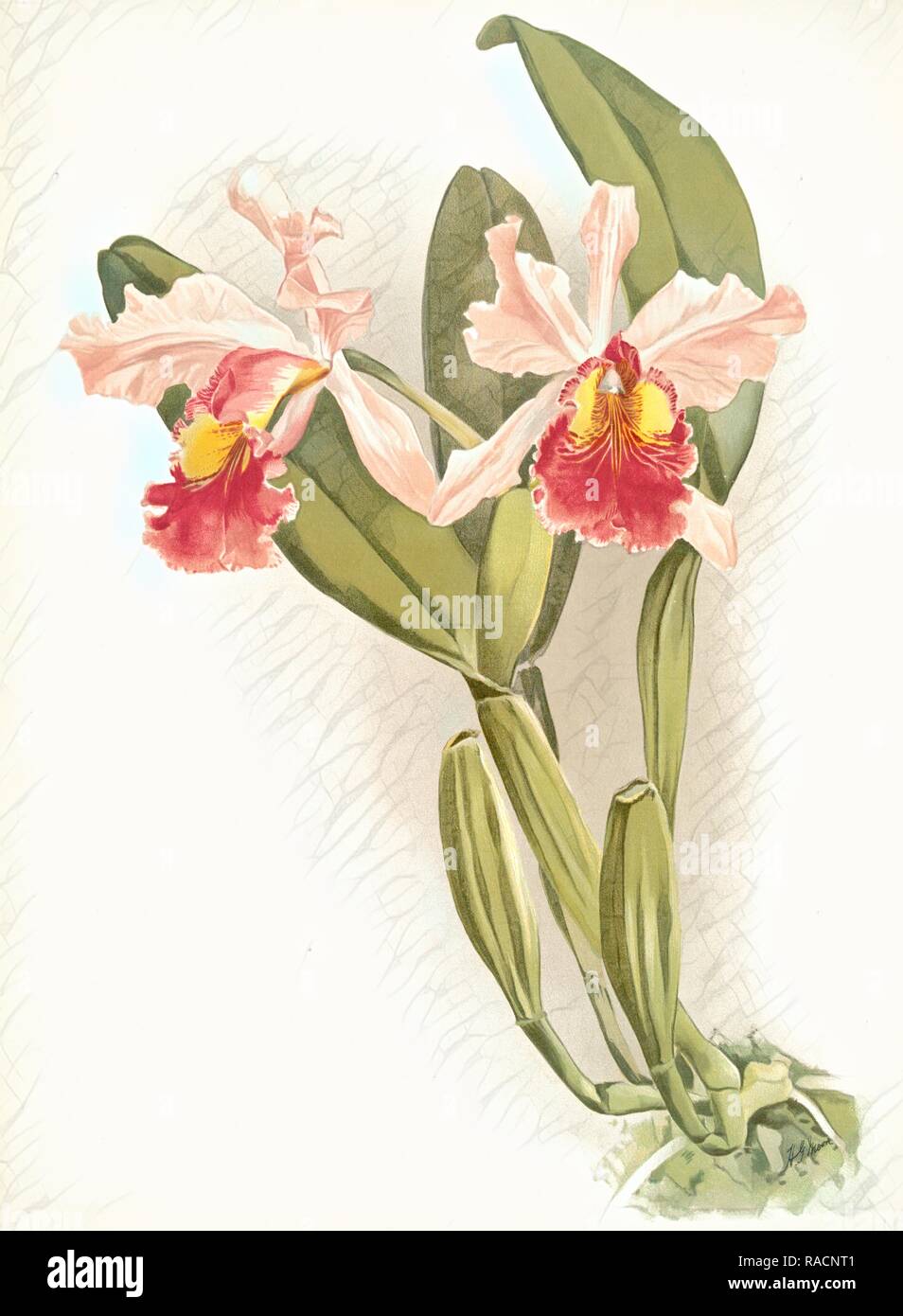 Cattleya warscewiczii, Sander, F. (Frédéric) (1847-1920), Mansell, Joseph (lithographe), Lune, H. . Repensé Banque D'Images