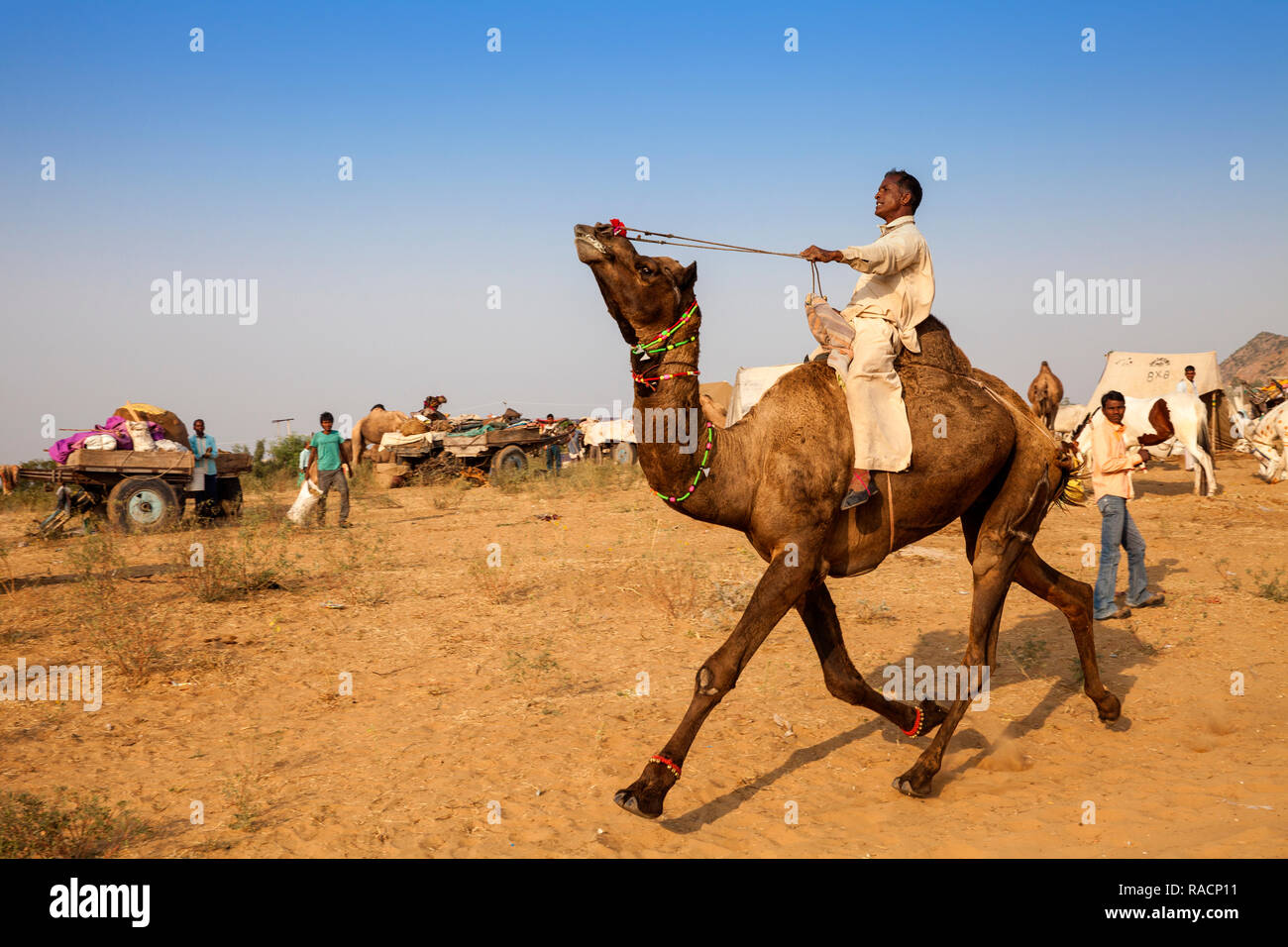 Camel Pushkar Fair, Pushkar, Rajasthan, Inde, Asie Banque D'Images