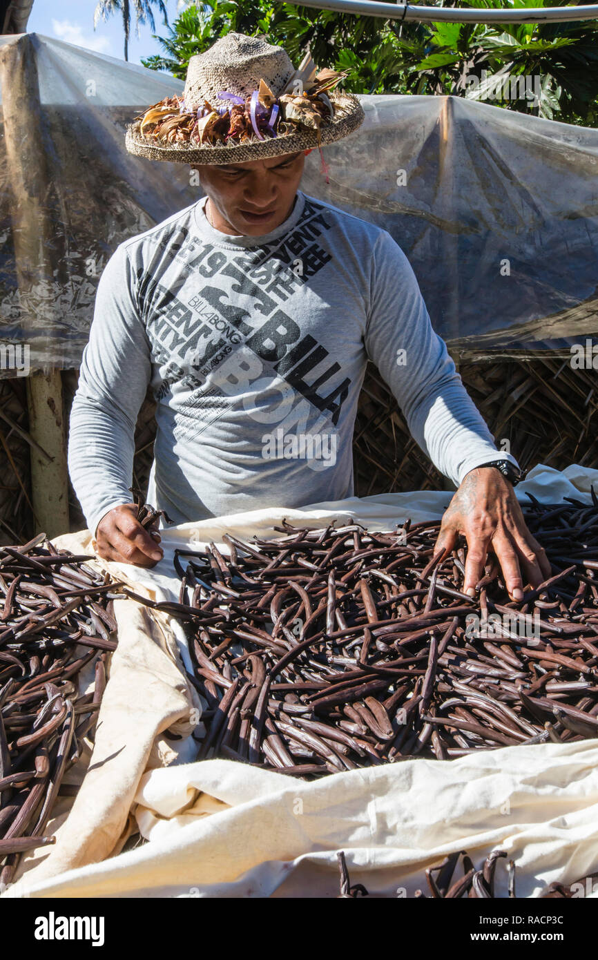 Gousses de vanille la vallée de la plantation de vanille d'être triés sur Taha'a, îles de la société, Polynésie Française, Pacifique Sud, du Pacifique Banque D'Images