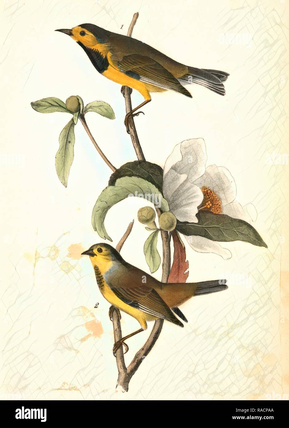 Bachman Swamp-Warbler. 1. Des hommes. 2. Des femmes. (Gordonia pubescens.), Audubon, John James, 1785-1851 repensé Banque D'Images