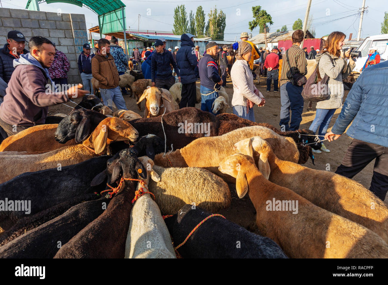 Dimanche, le marché des animaux Karakol, du Kirghizistan, de l'Asie centrale, d'Asie Banque D'Images