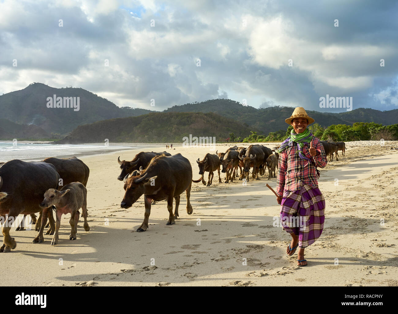 Pâtre et buffles traversant la plage de Selong Belanak, qui reviennent de pâturage dans les champs, Lombok, Indonésie, Asie du Sud, Asie Banque D'Images
