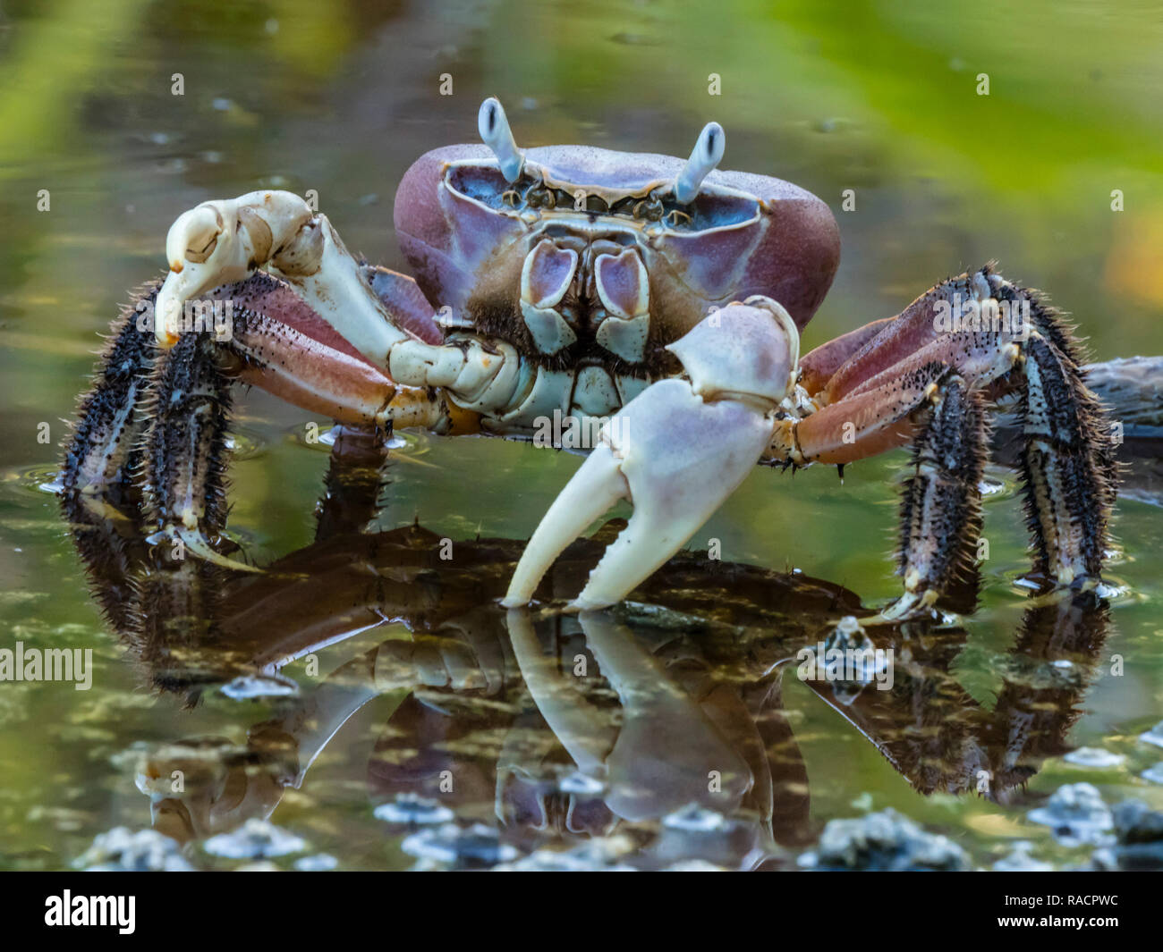 Crabe terrestre dans Takune sur étang saumâtre Atoll, Tuamotu, Polynésie Française, Pacifique Sud, du Pacifique Banque D'Images