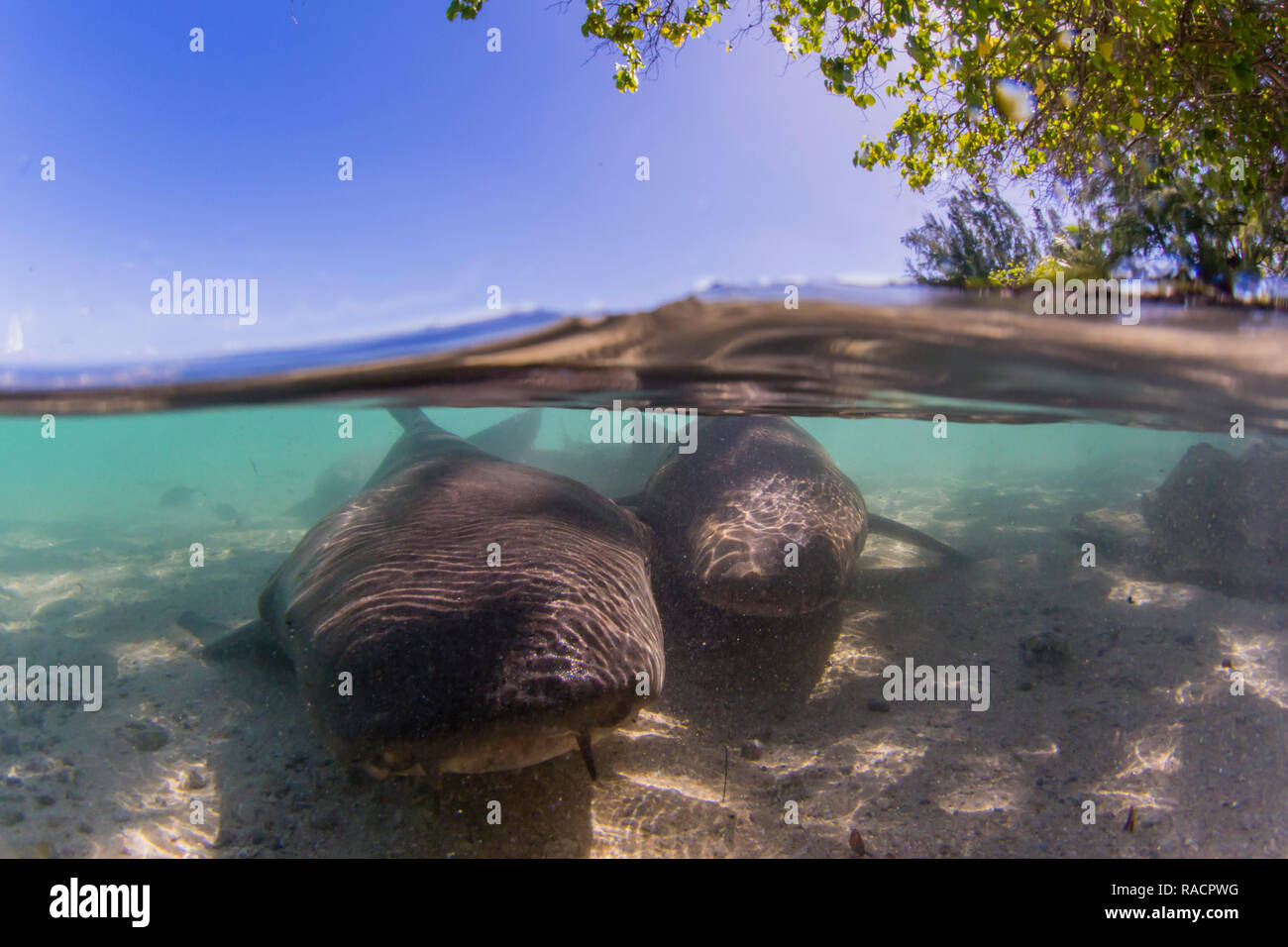 Requins nourrice fauve adultes (Nebrius ferrugineus) dans la ville de Rotoava, Fakarava, Polynésie Française, Pacifique Sud, du Pacifique Banque D'Images