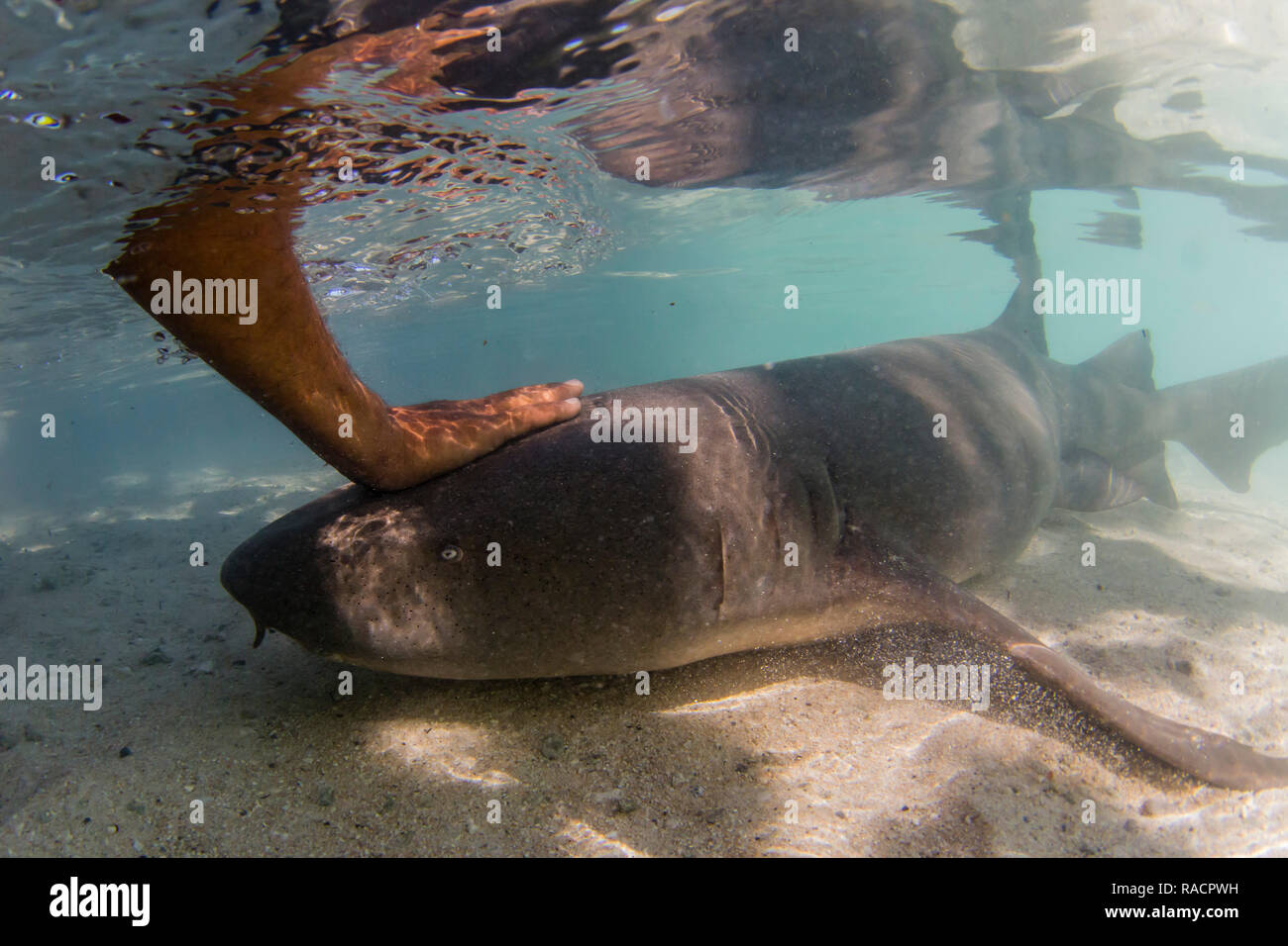 Requin nourrice fauve adultes (Nebrius ferrugineus) être nourris à la main, à Rotoava, Fakarava, Polynésie Française, Pacifique Sud, du Pacifique Banque D'Images