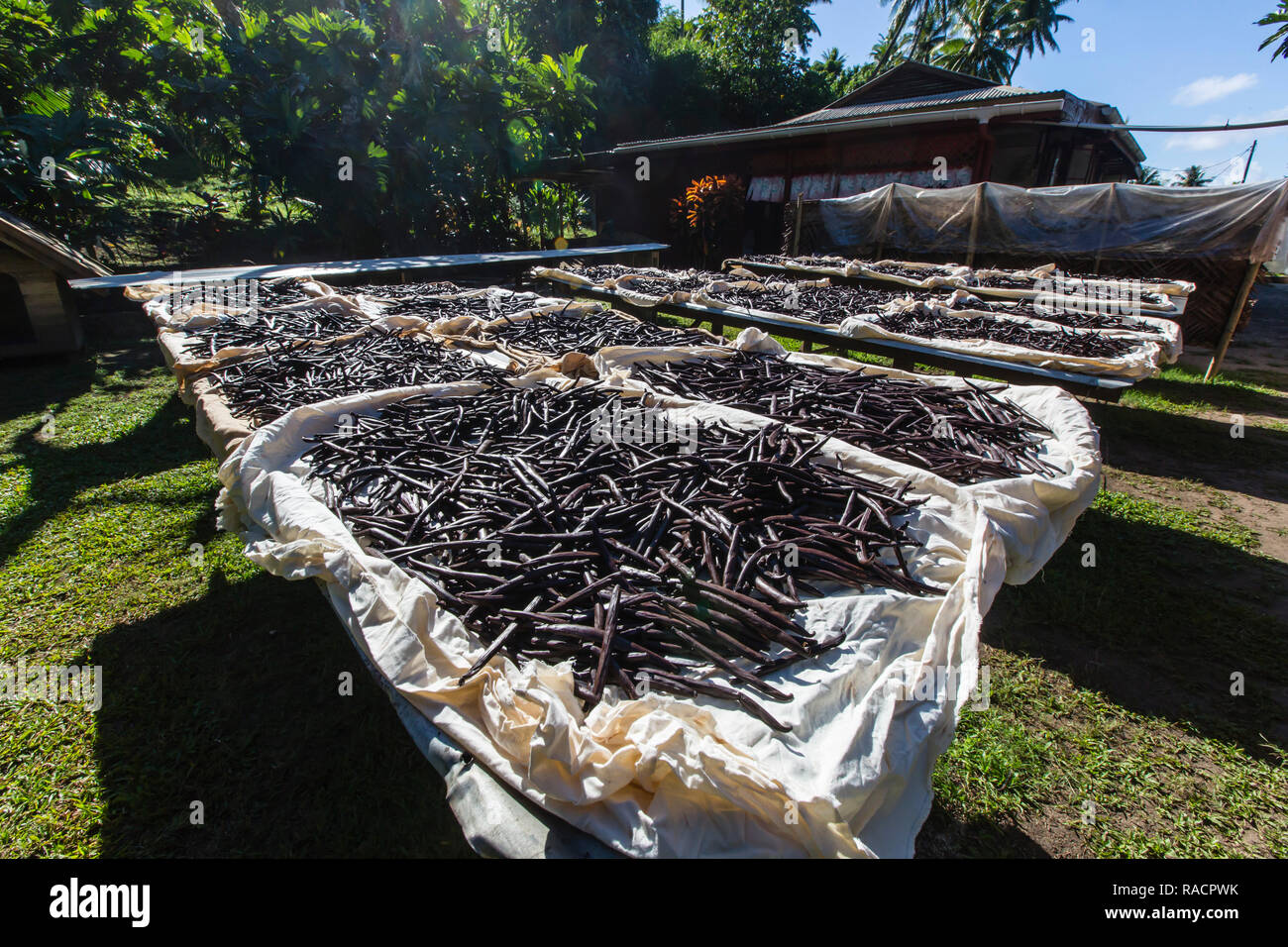 Gousses de vanille la vallée de la plantation de vanille séchant au soleil sur Taha'a, îles de la société, Polynésie Française, Pacifique Sud, du Pacifique Banque D'Images