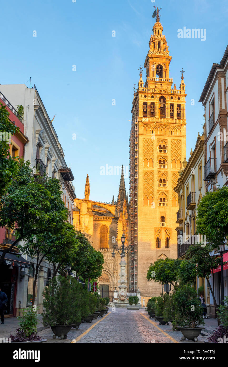 La Giralda, à la lumière du soleil d'abord, l'UNESCO World Heritage Site, Séville, Andalousie, Espagne, Europe Banque D'Images