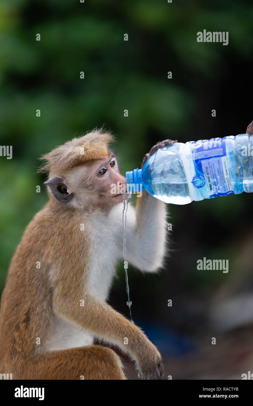 Le macaque à Toque Lagon de Negombo, Sri Lanka Banque D'Images