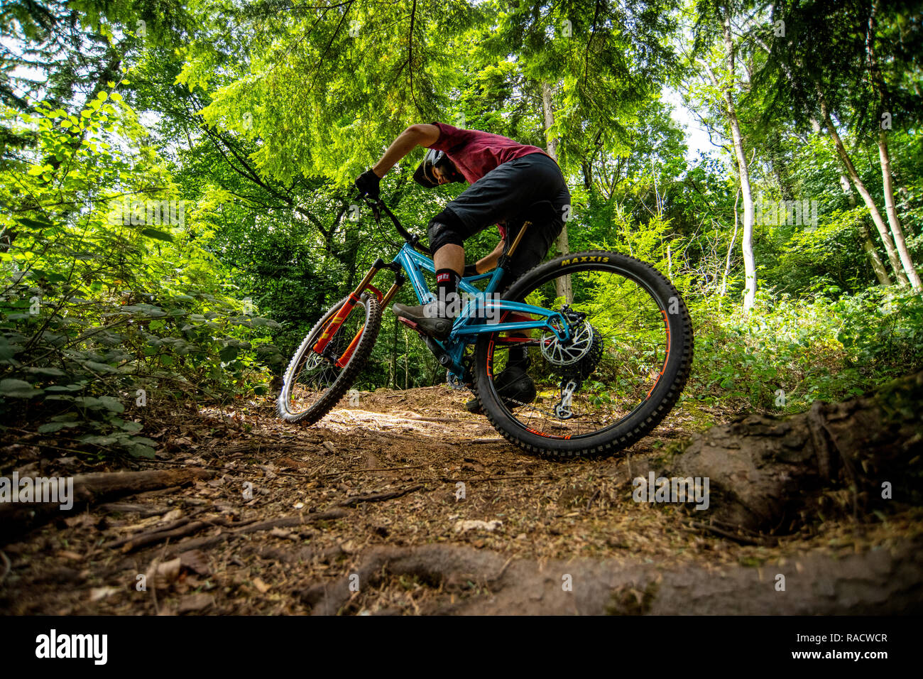 Un homme monte un vtt sur un sentier poussiéreux à Ashton Hill plantation près de Bristol au Royaume-Uni. Belmont Banque D'Images