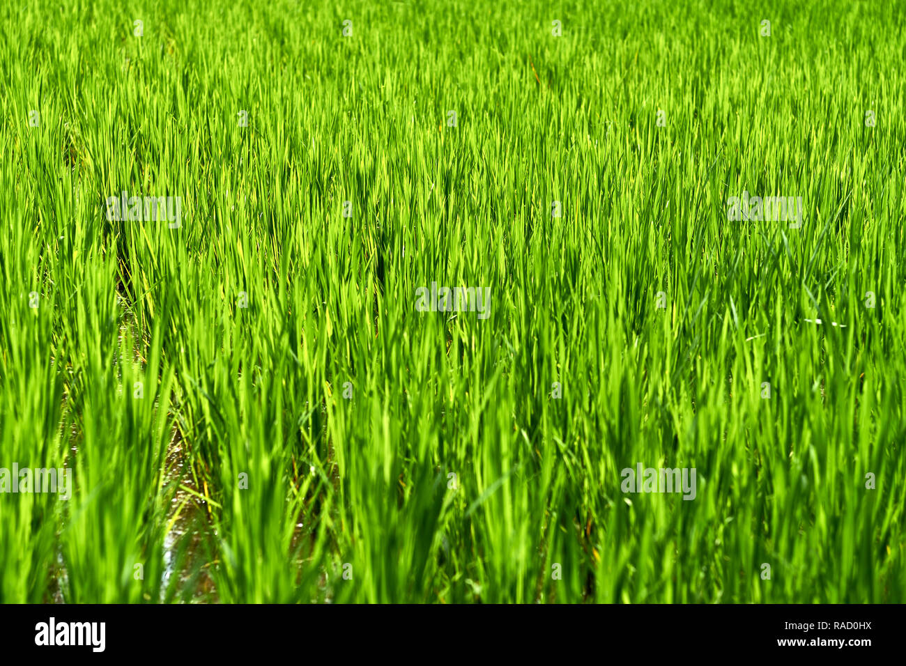Champs de riz vert à Ubud, Bali, Indonésie, Asie du Sud, Asie Banque D'Images