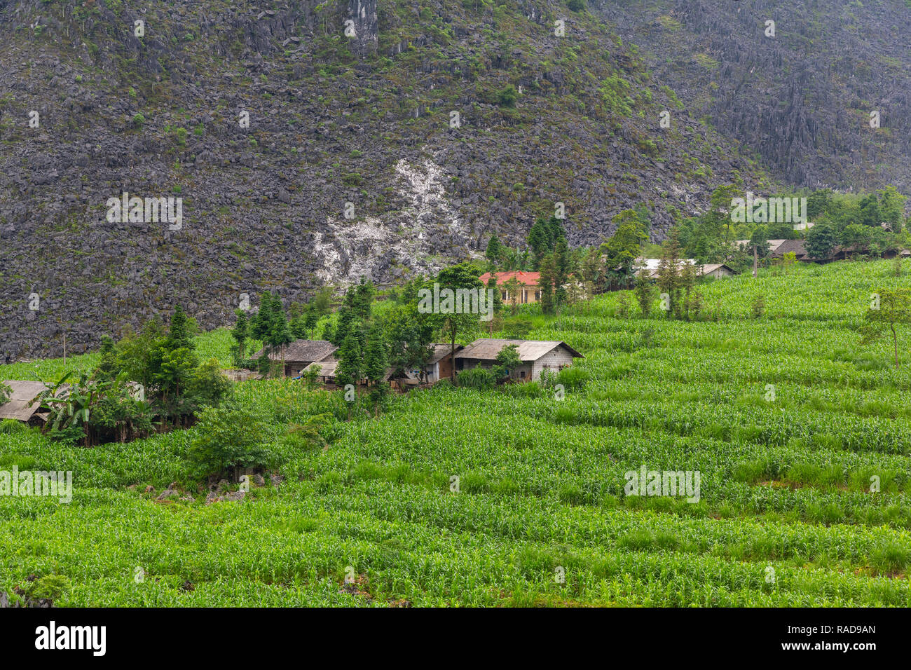 Vietnamese ferme entourée d'un champ de maïs. Ha Giang Province Ha Giang, Boucle, Vietnam, Asie Banque D'Images